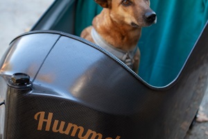 Ein Hund guckt neugiering aus dem Cargoraum der Hummel