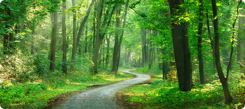 Kurviger Weg durch saftig-grünen Wald
